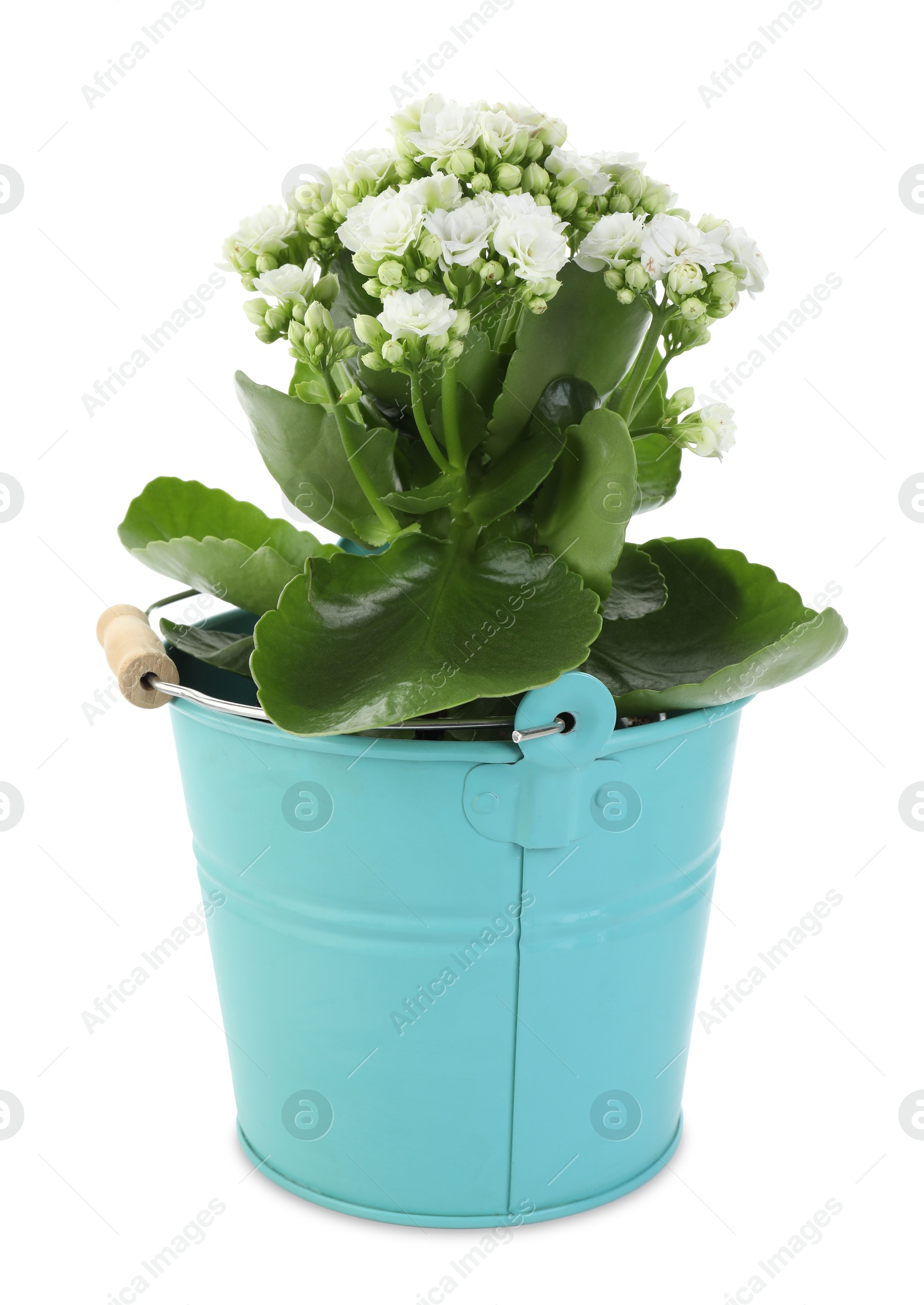 Photo of One beautiful potted kalanchoe flower isolated on white