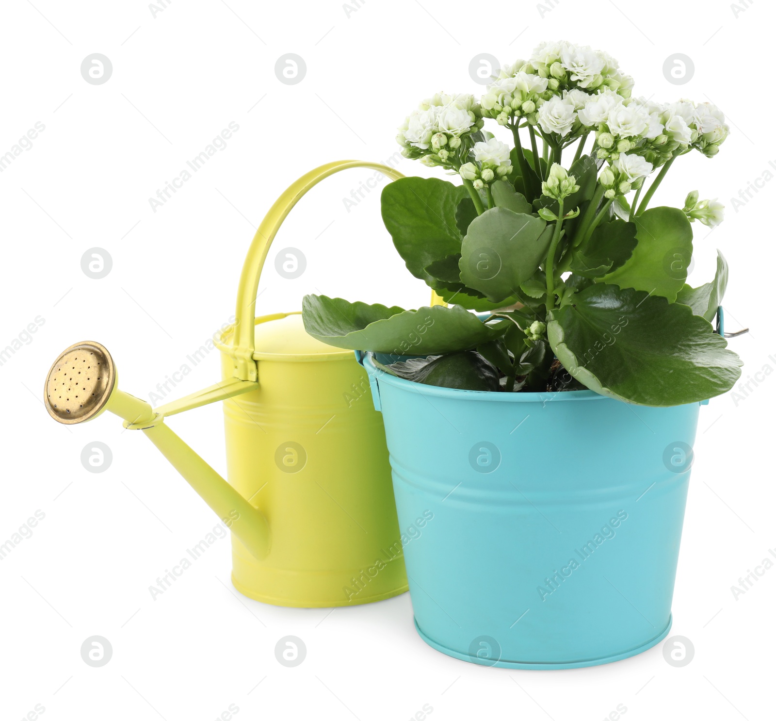 Photo of Beautiful potted kalanchoe flower and watering can isolated on white