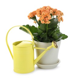 Photo of Beautiful kalanchoe flower in pot and watering can isolated on white