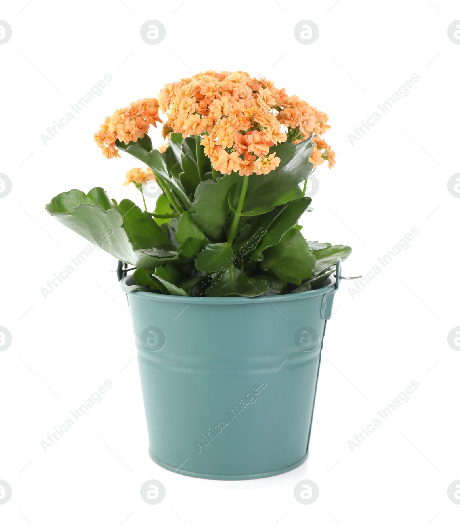 Photo of One beautiful potted kalanchoe flower isolated on white