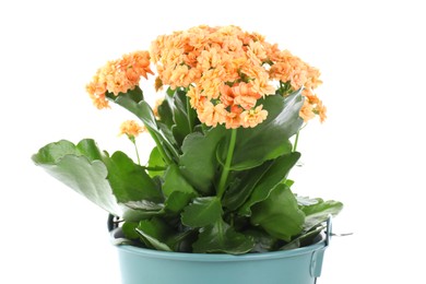 Photo of One beautiful potted kalanchoe flower isolated on white