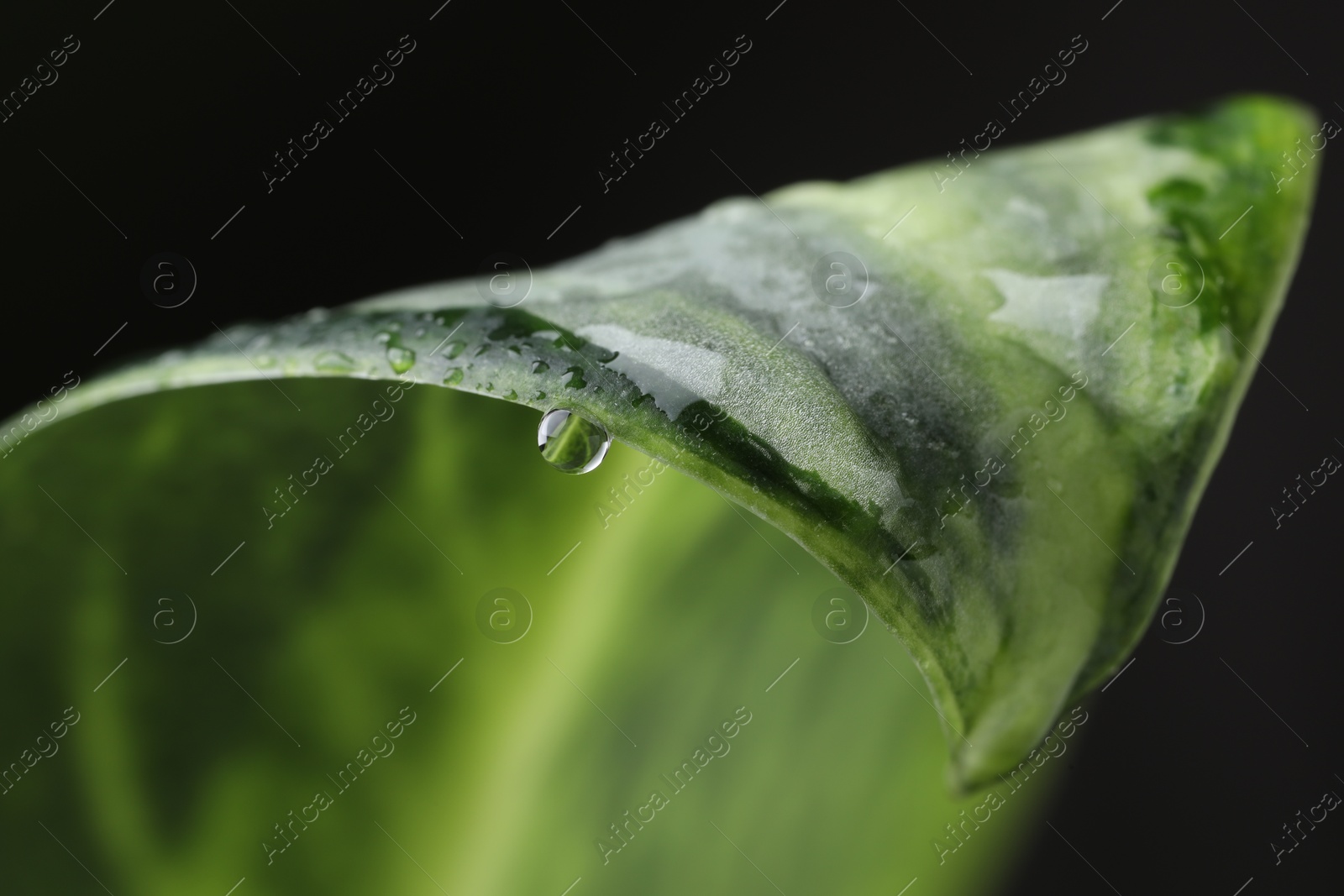 Photo of Plant with water drops on leaf against black background, macro view