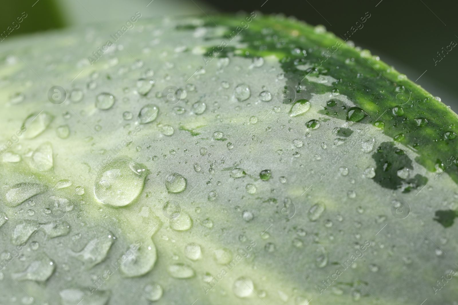 Photo of Plant with water drops on leaf, macro view