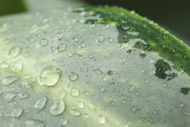 Plant with water drops on leaf, macro view