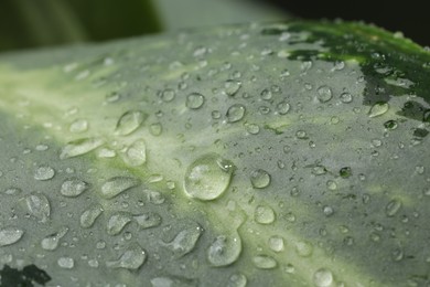 Photo of Plant with water drops on leaf, macro view