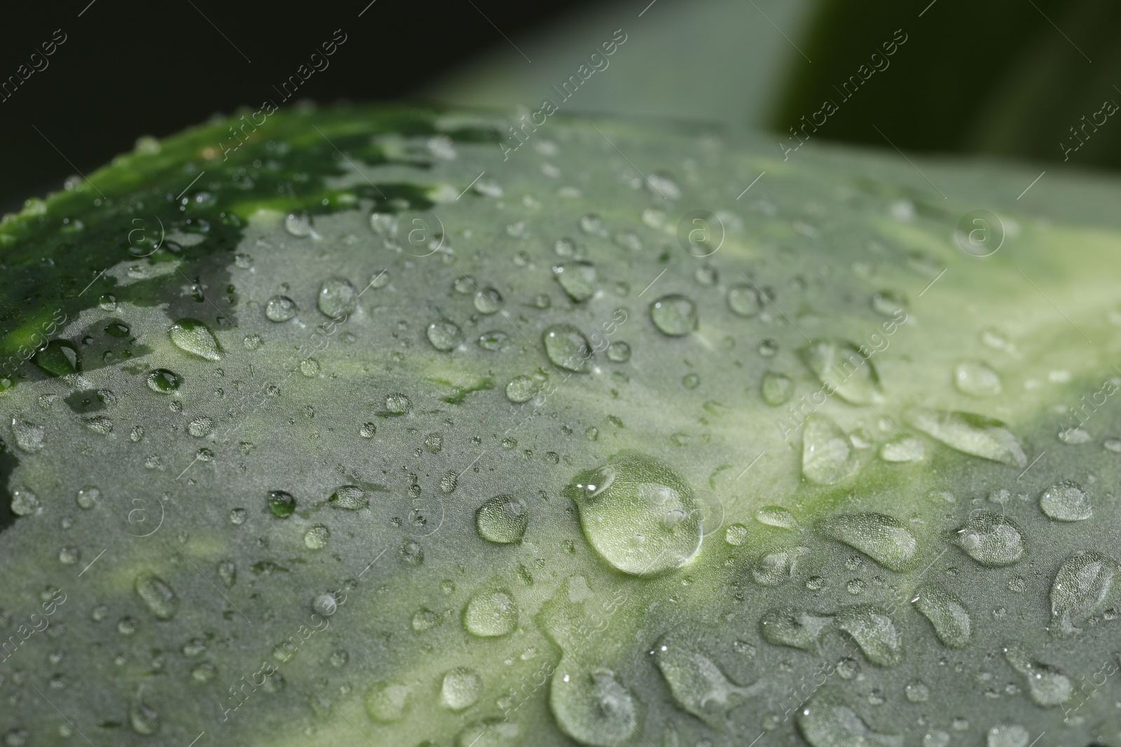 Photo of Plant with water drops on leaf, macro view