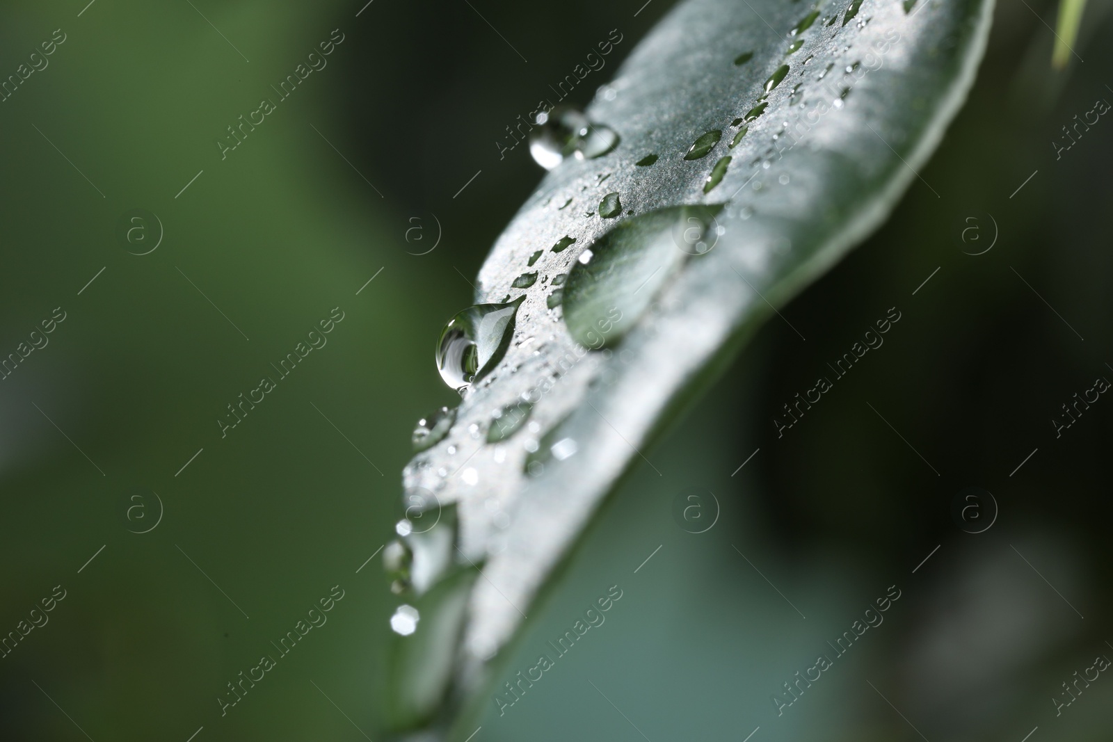 Photo of Plant with water drops on leaf against blurred background, macro view