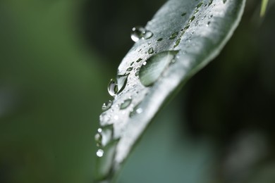 Plant with water drops on leaf against blurred background, macro view