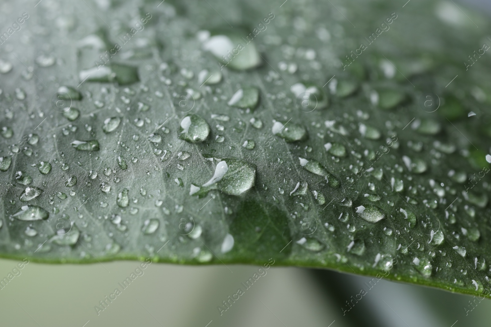 Photo of Plant with water drops on leaf against blurred background, macro view