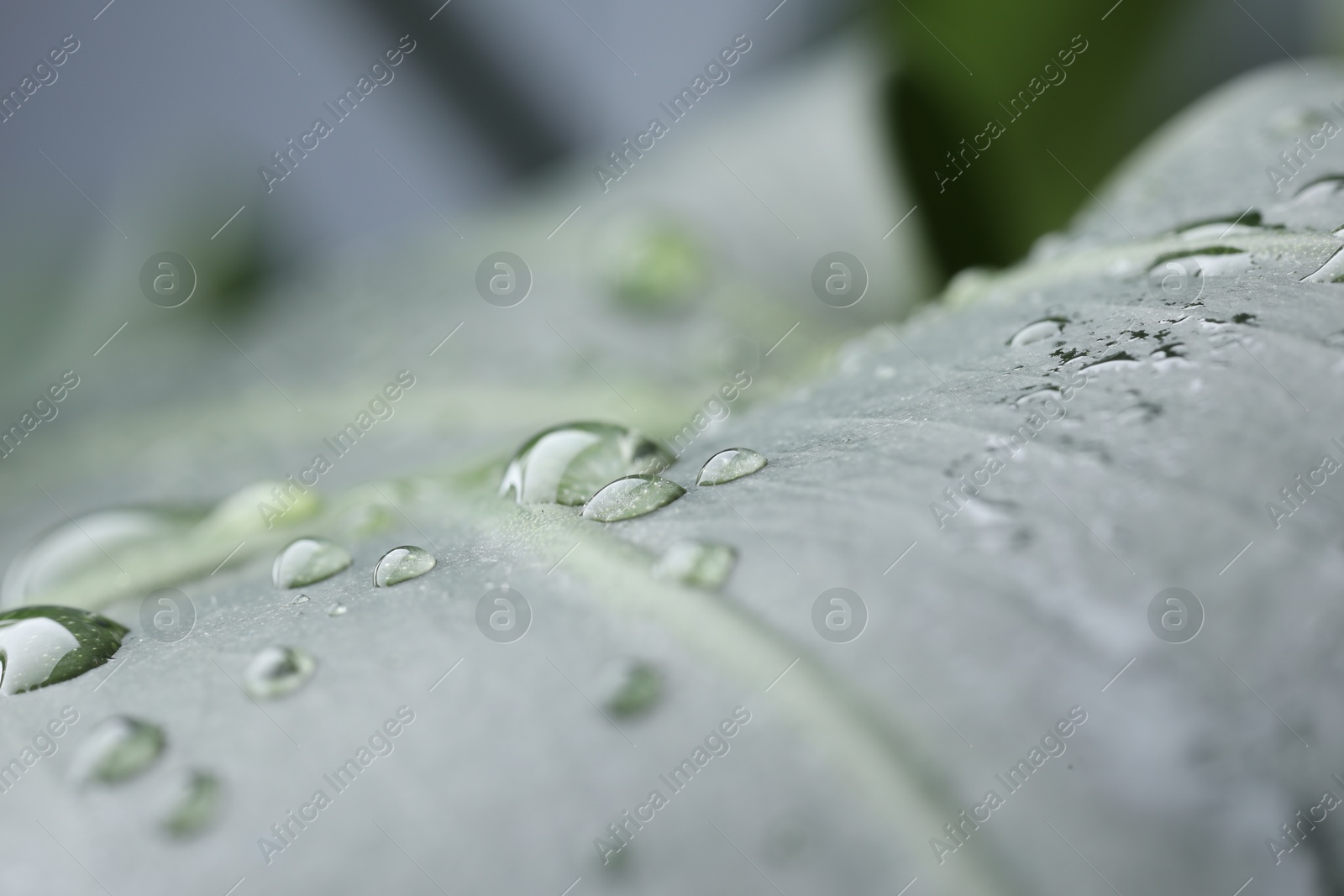 Photo of Plant with water drops on leaf against blurred background, macro view