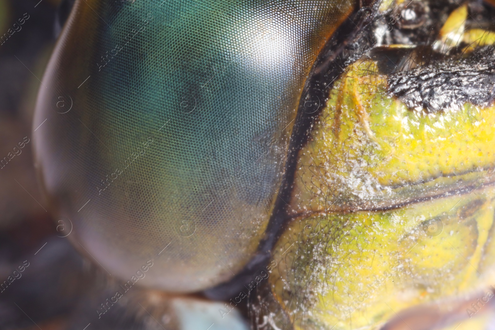 Photo of Macro view of one dragonfly. Beautiful insect