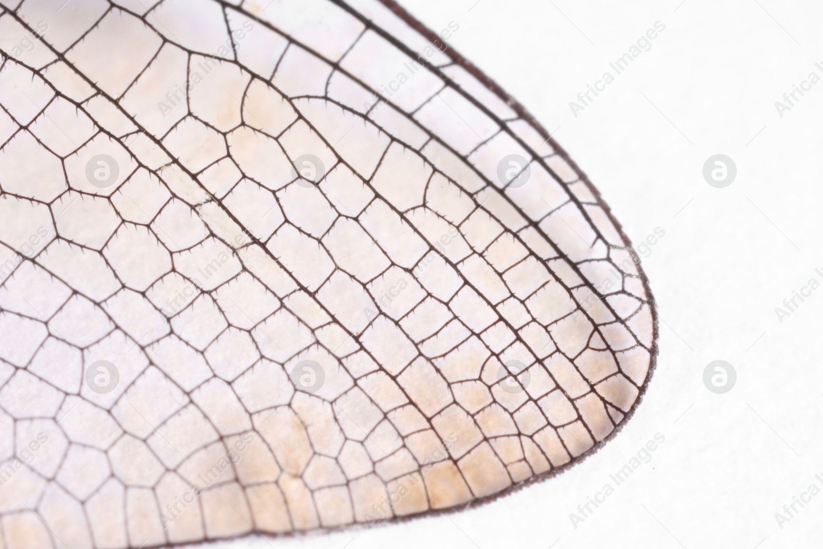 Photo of Dragonfly`s wing on white background, macro view