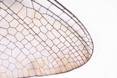 Photo of Dragonfly`s wing on white background, macro view