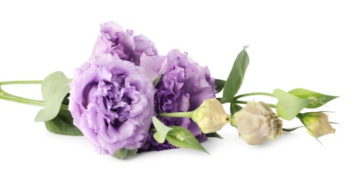 Photo of Beautiful violet eustoma flowers with green leaves isolated on white