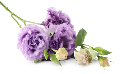 Photo of Beautiful violet eustoma flowers with green leaves isolated on white