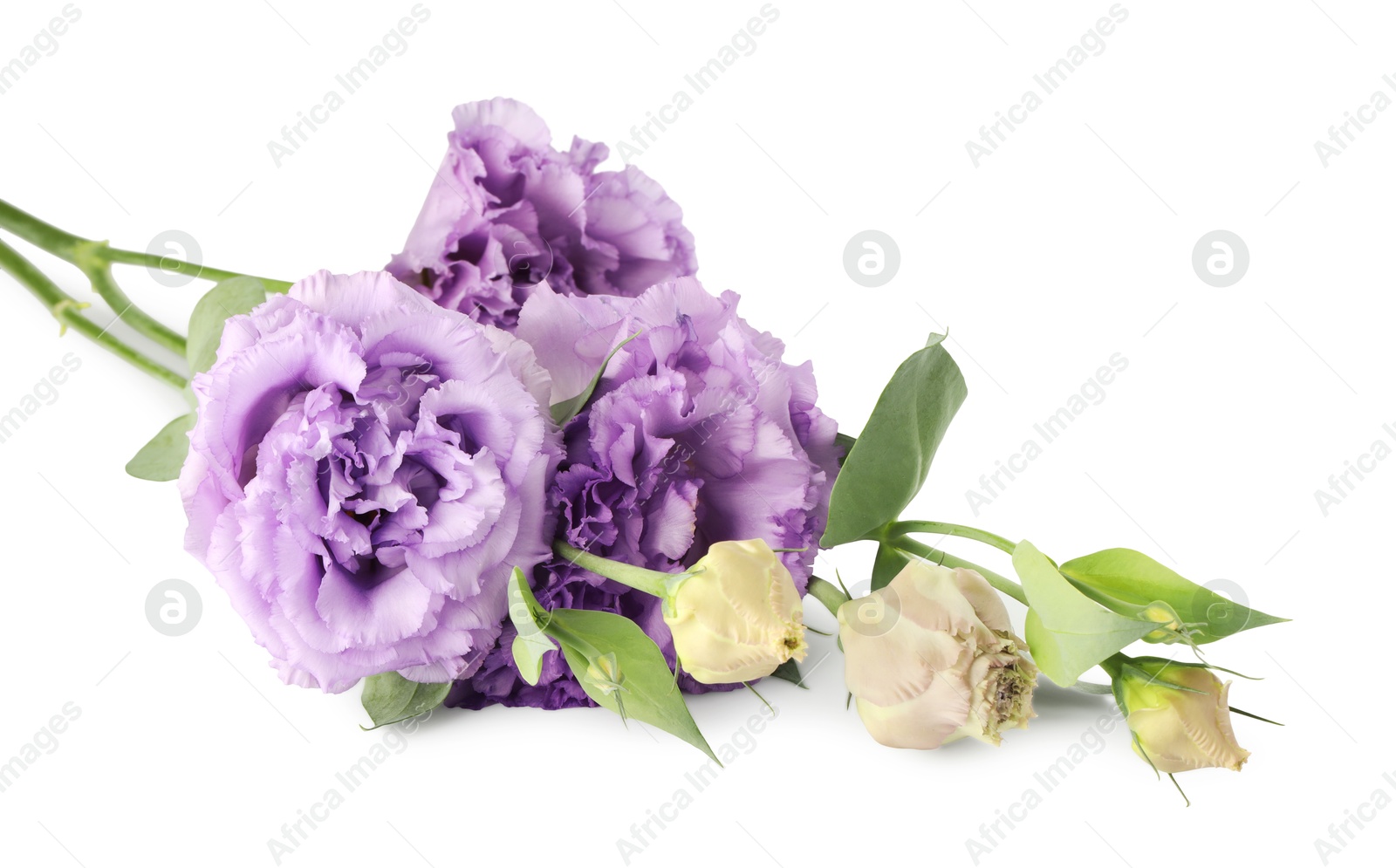 Photo of Beautiful violet eustoma flowers with green leaves isolated on white