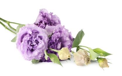 Photo of Beautiful violet eustoma flowers with green leaves isolated on white