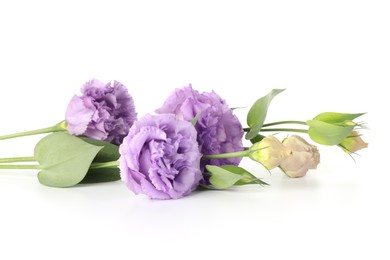 Photo of Beautiful violet eustoma flowers with green leaves isolated on white