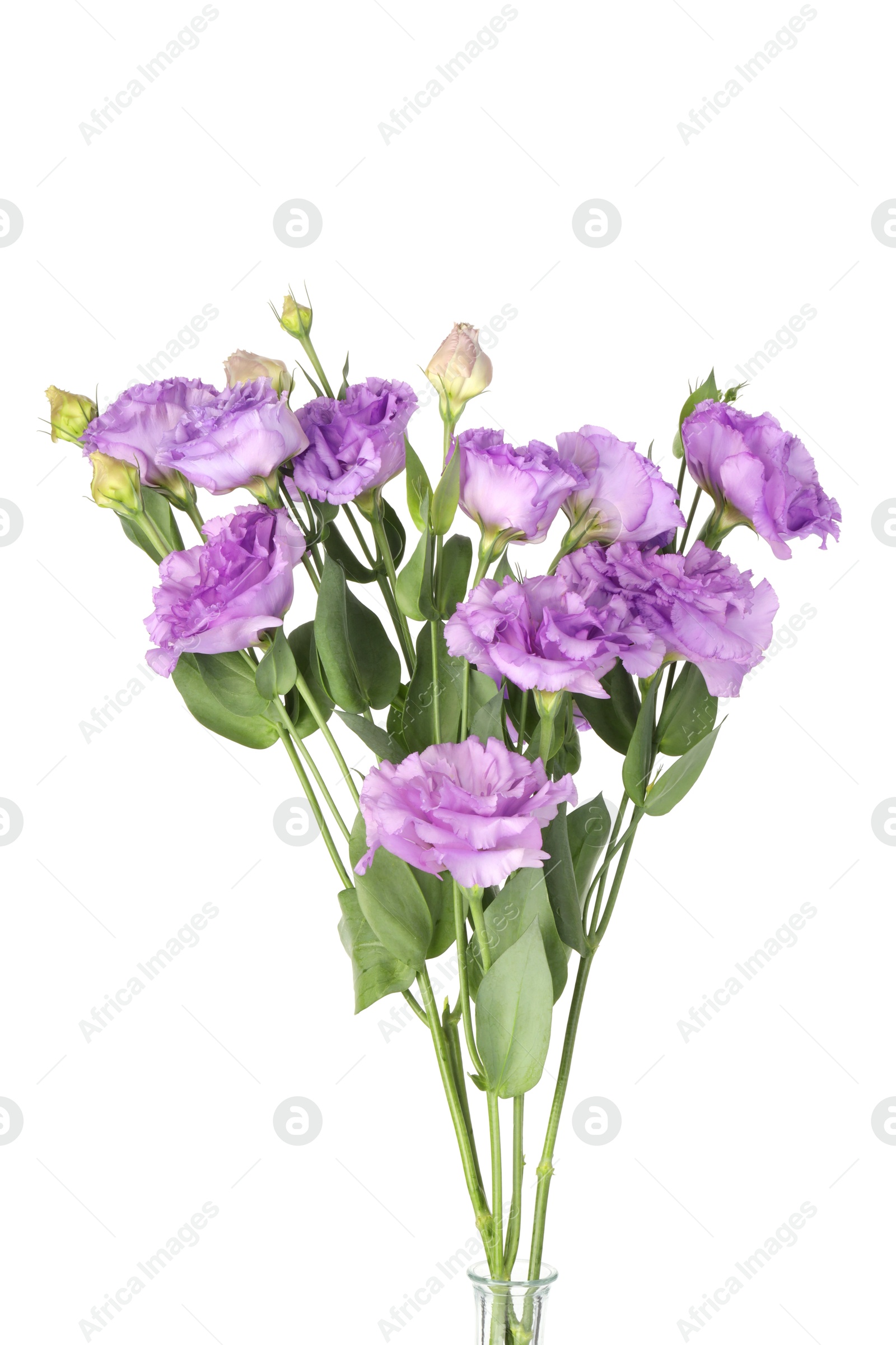 Photo of Bouquet of violet eustoma flowers with green leaves isolated on white