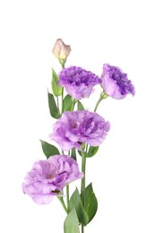 Photo of Beautiful violet eustoma flowers with green leaves isolated on white