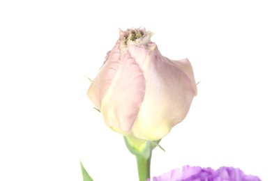 Photo of One beautiful eustoma flower isolated on white