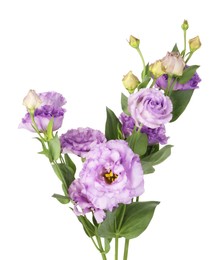 Photo of Beautiful violet eustoma flowers with green leaves isolated on white