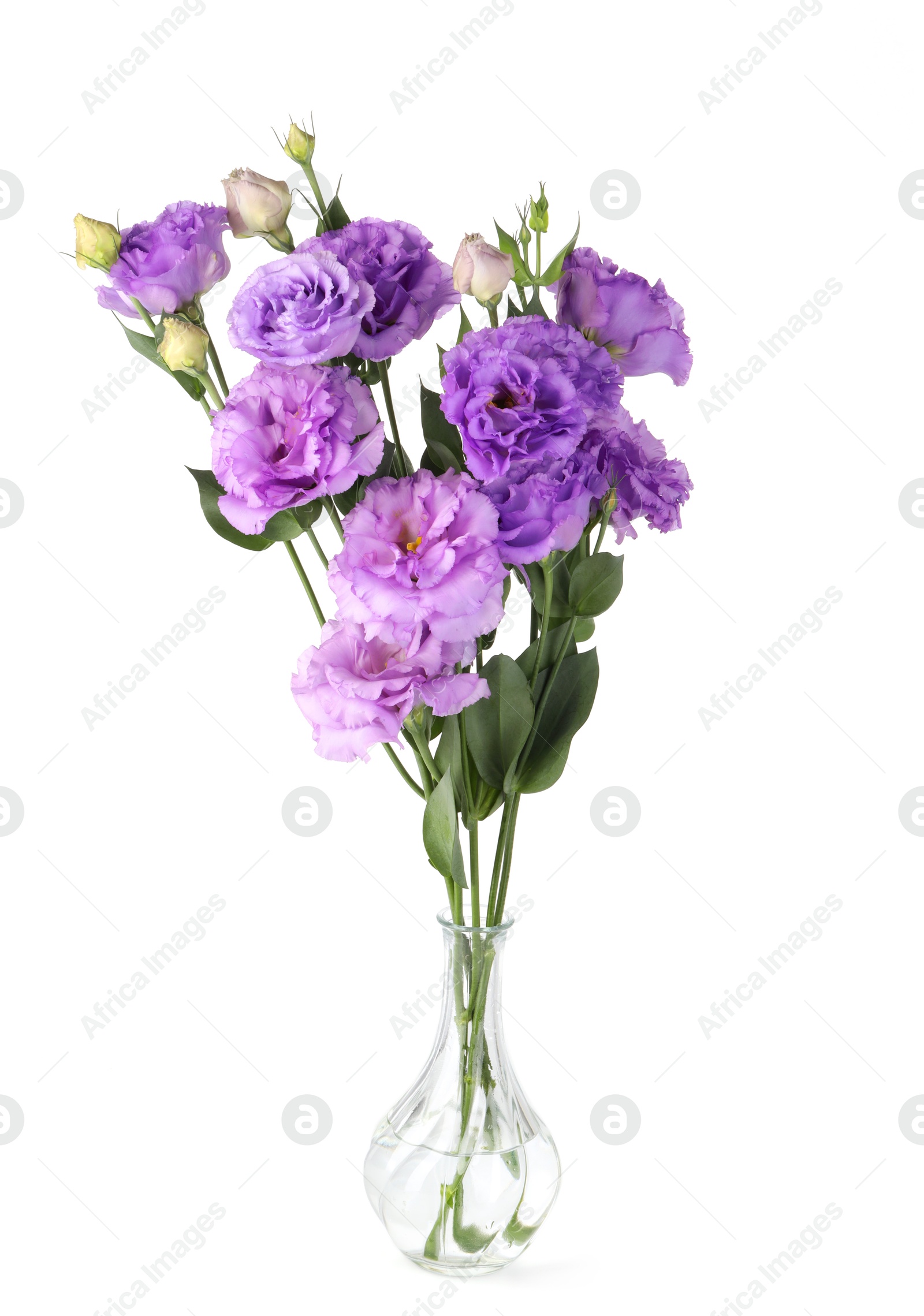 Photo of Vase with beautiful violet eustoma flowers isolated on white