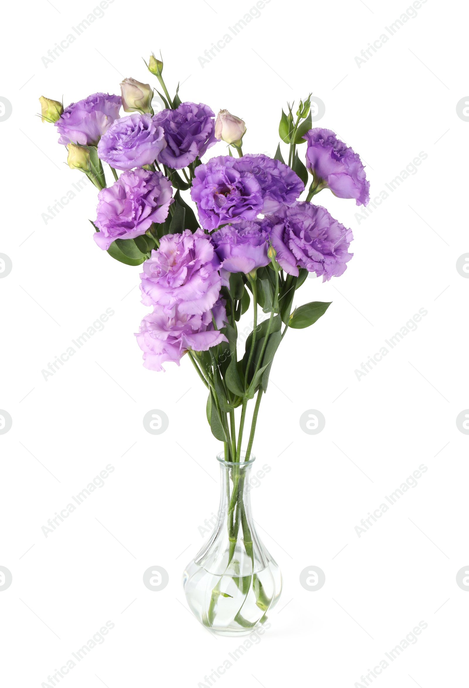 Photo of Vase with beautiful violet eustoma flowers isolated on white