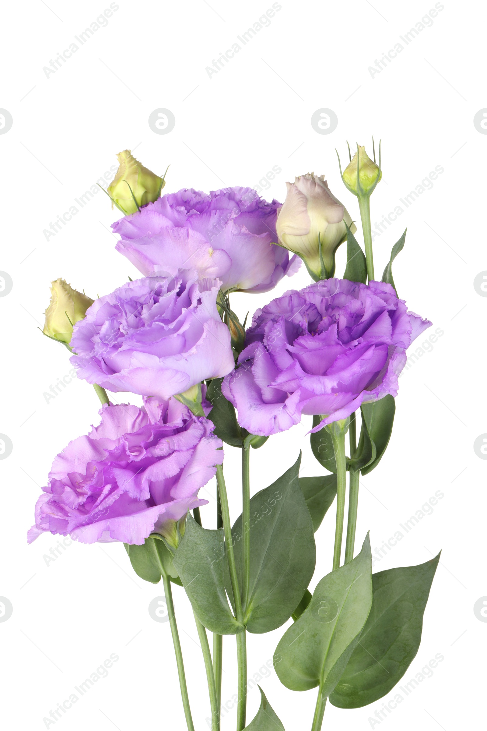 Photo of Bouquet of violet eustoma flowers with green leaves isolated on white