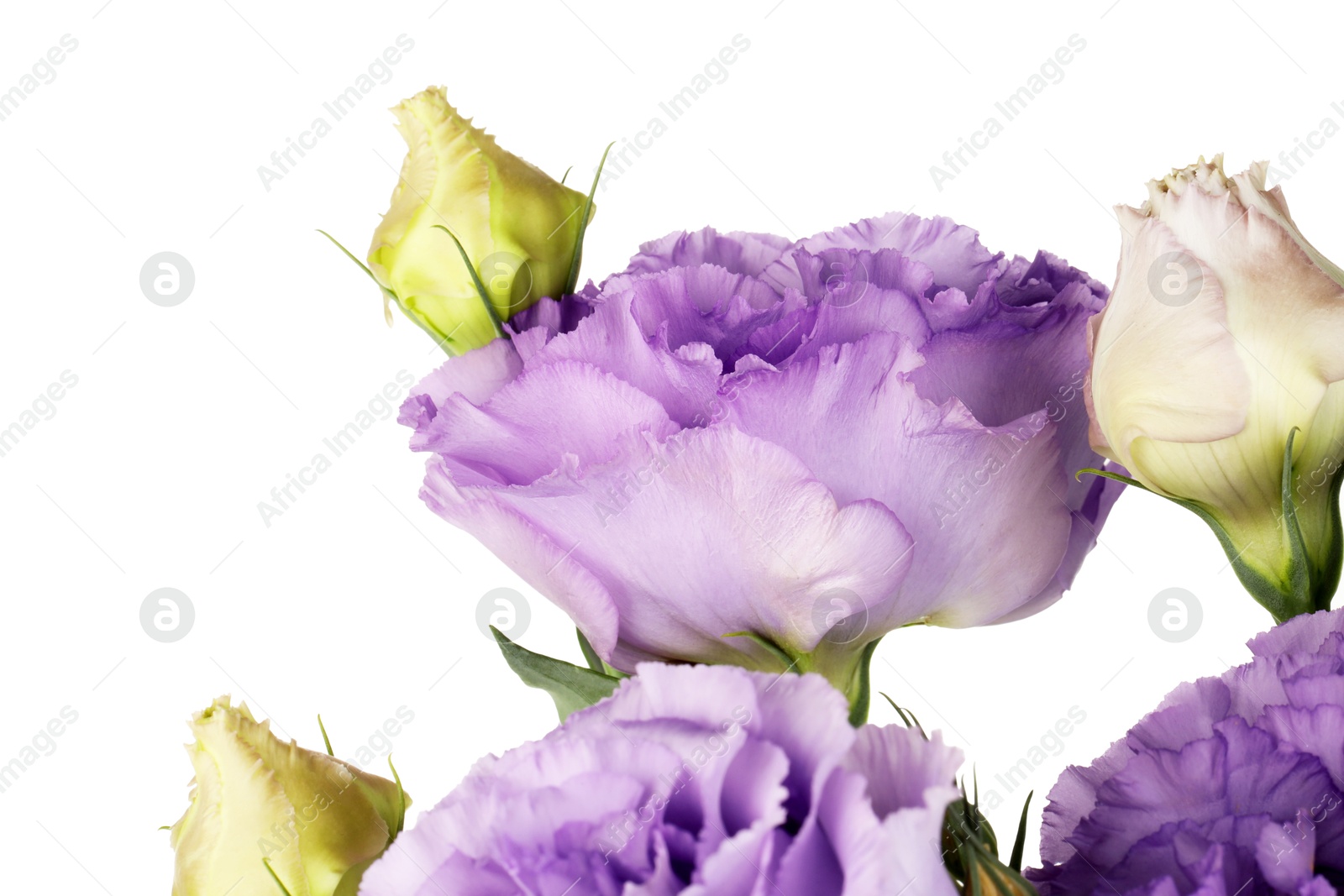 Photo of Beautiful violet eustoma flowers with green leaves on white background, closeup