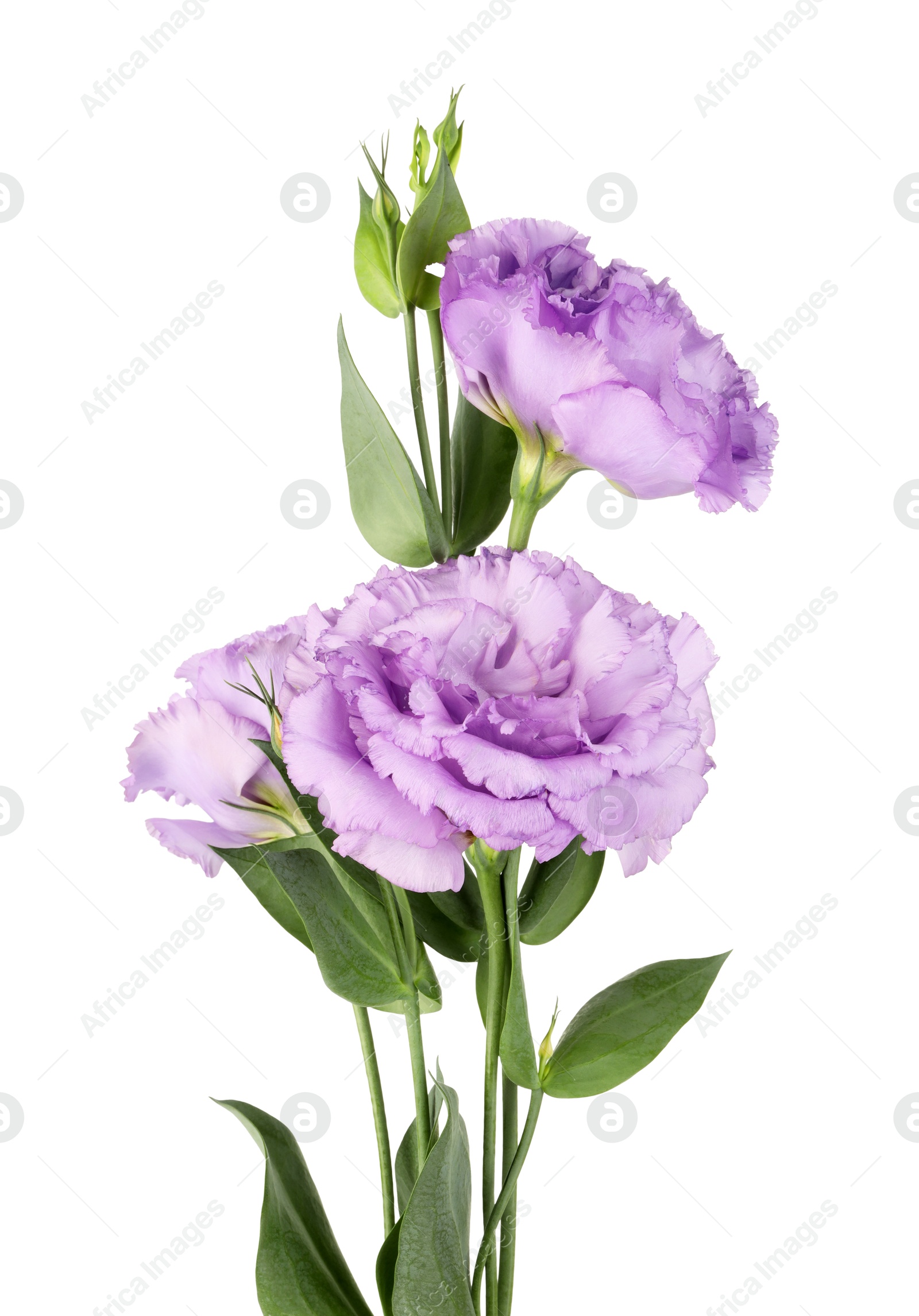 Photo of Beautiful violet eustoma flowers with green leaves isolated on white