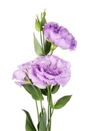 Photo of Beautiful violet eustoma flowers with green leaves isolated on white