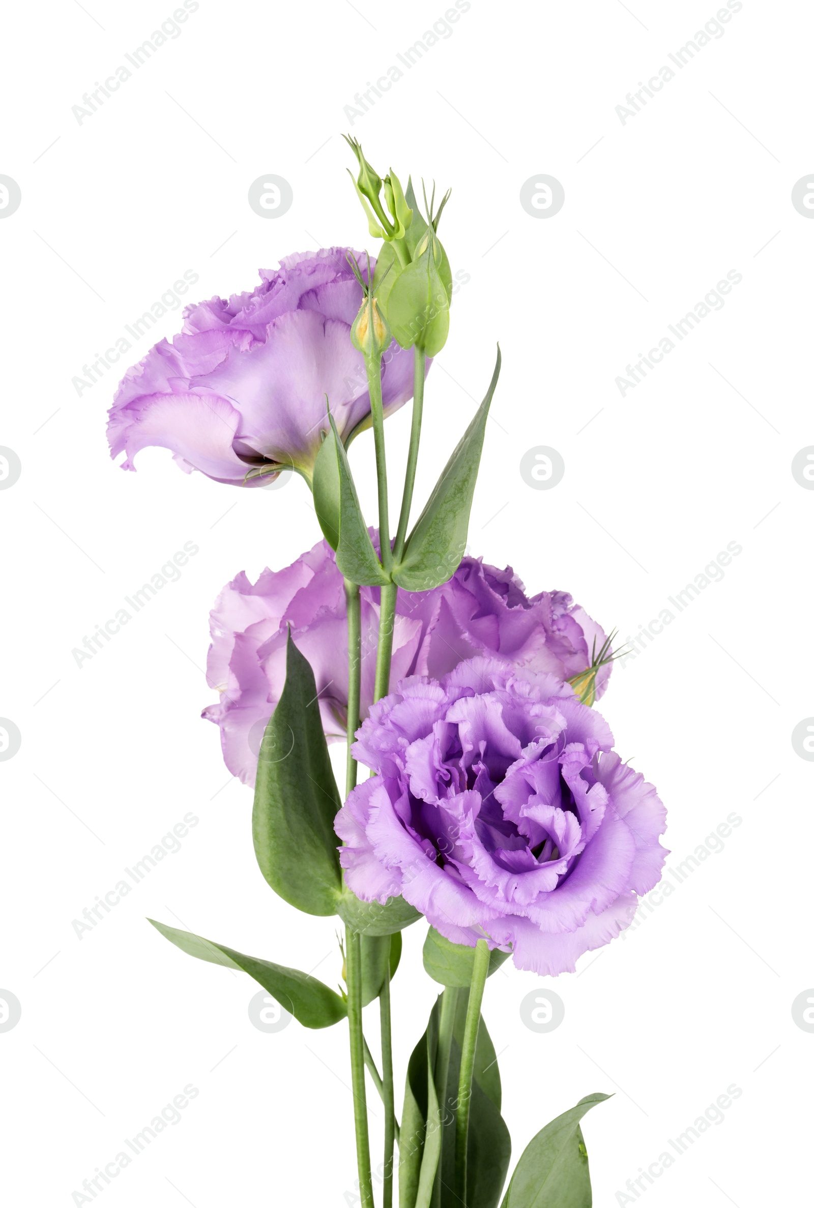 Photo of Beautiful violet eustoma flowers with green leaves isolated on white