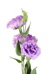 Photo of Beautiful violet eustoma flowers with green leaves isolated on white