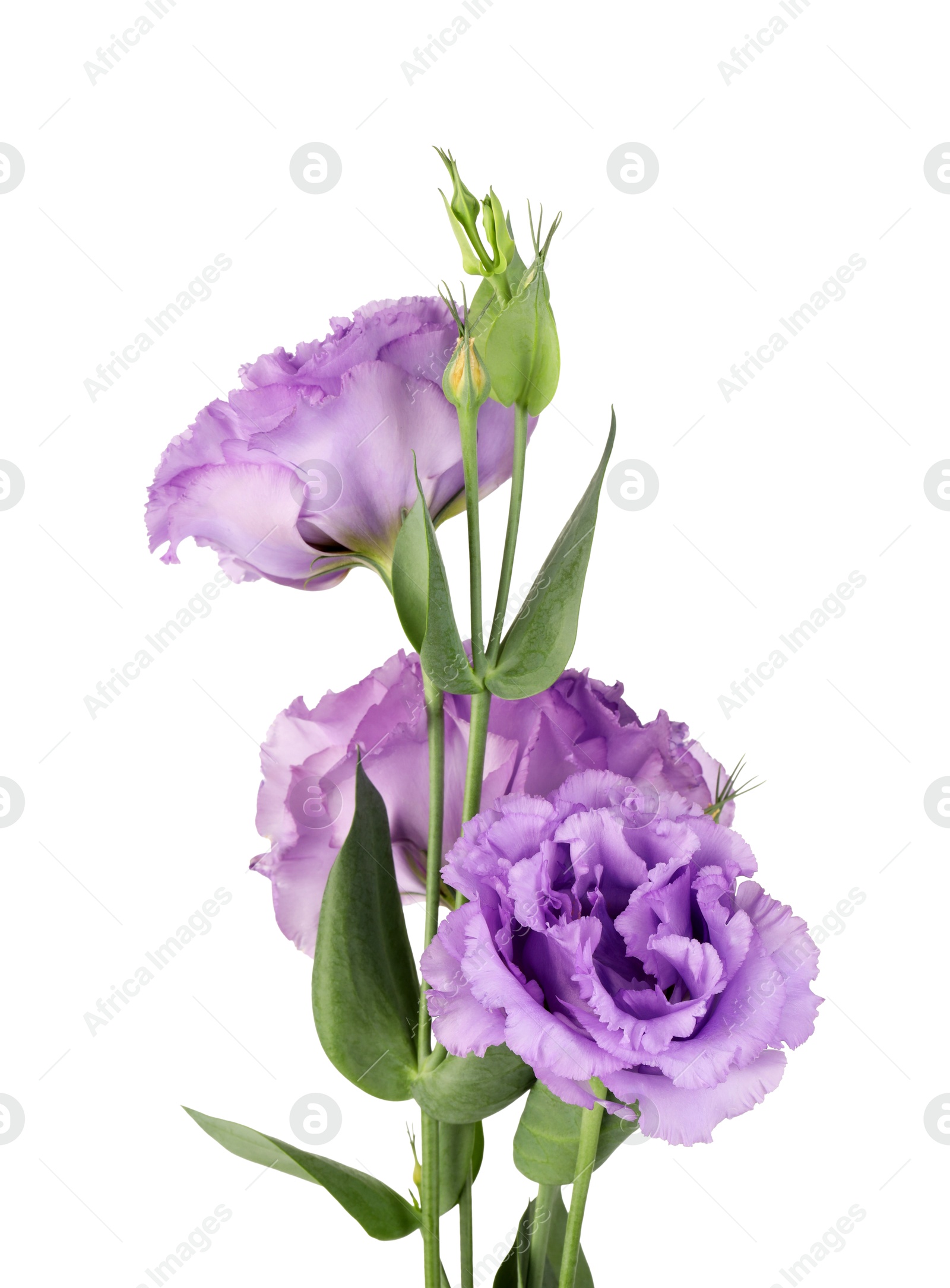 Photo of Beautiful violet eustoma flowers with green leaves isolated on white