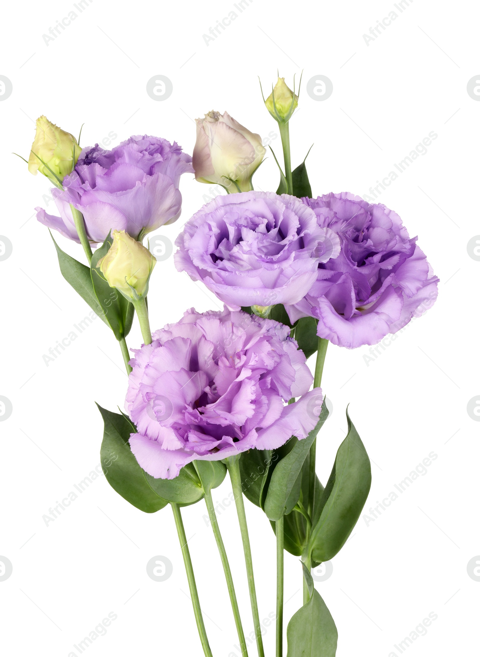 Photo of Beautiful violet eustoma flowers with green leaves isolated on white