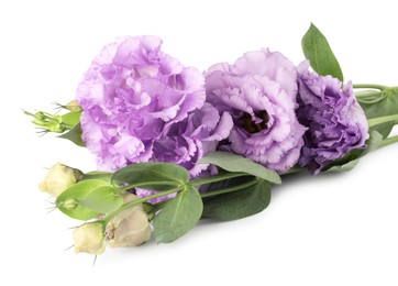 Photo of Beautiful violet eustoma flowers with green leaves isolated on white