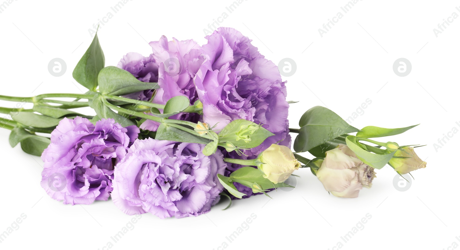 Photo of Beautiful violet eustoma flowers with green leaves isolated on white