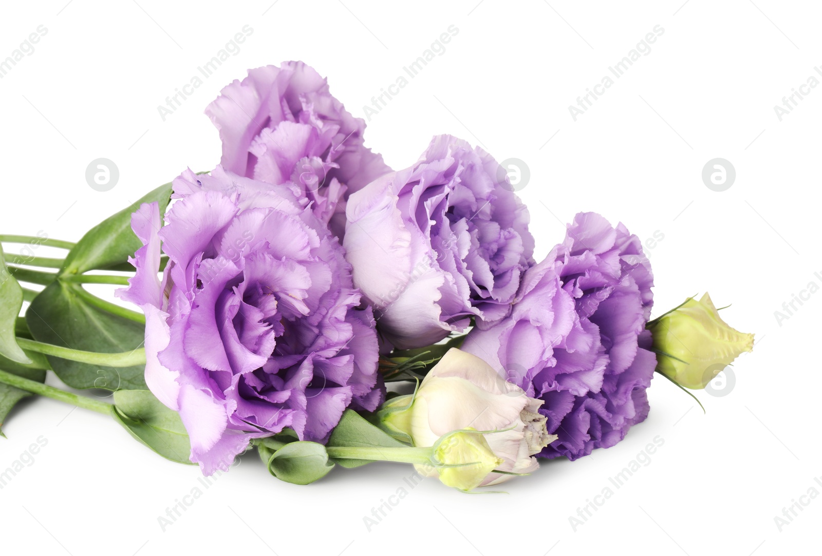 Photo of Beautiful violet eustoma flowers with green leaves isolated on white