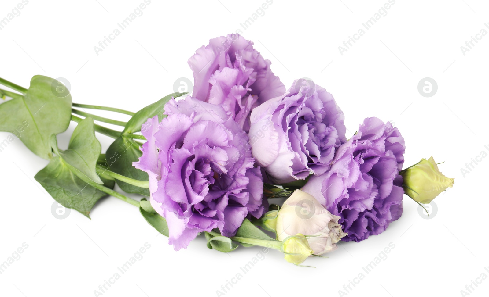 Photo of Beautiful violet eustoma flowers with green leaves isolated on white