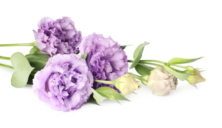 Photo of Beautiful violet eustoma flowers with green leaves isolated on white