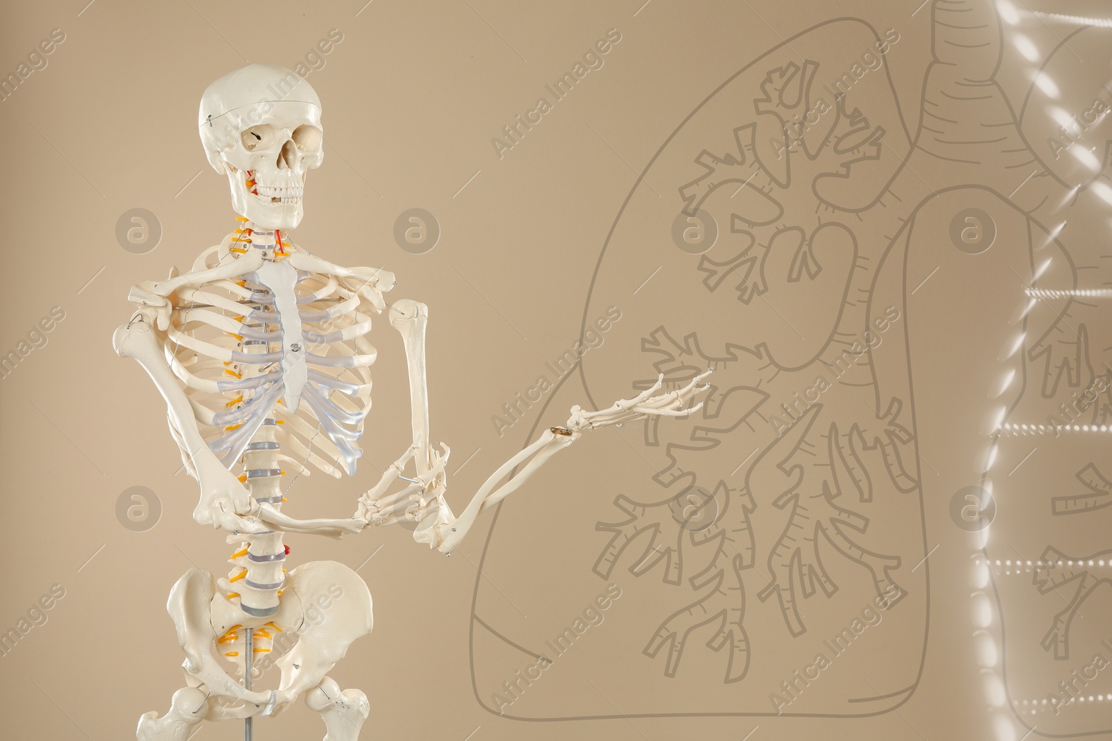 Image of Artificial human skeleton model, illustrations of DNA and lungs on beige background