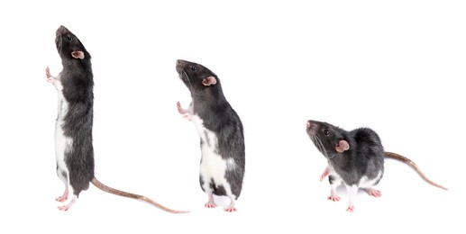 Image of Fluffy rat isolated on white, collage. Rodent