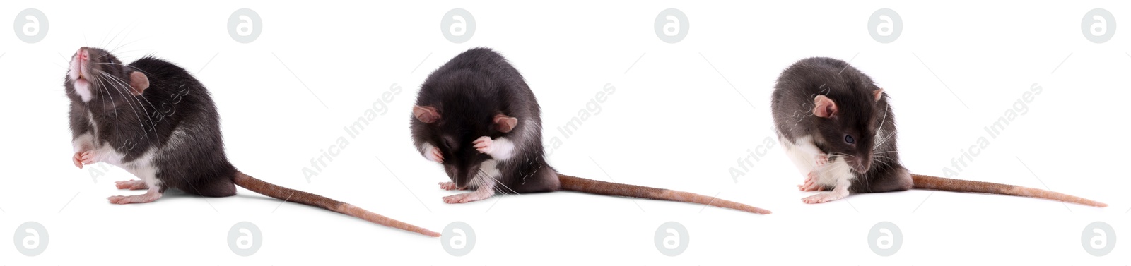 Image of Fluffy rat isolated on white, collage. Rodent