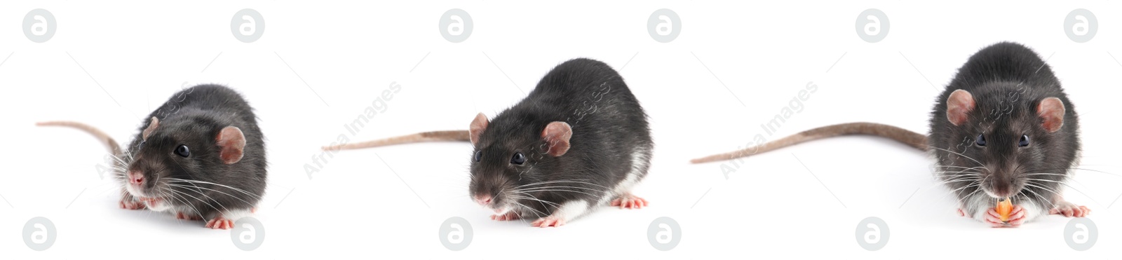 Image of Fluffy rat isolated on white, collage. Rodent