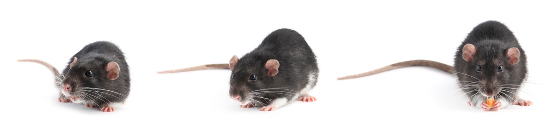 Image of Fluffy rat isolated on white, collage. Rodent