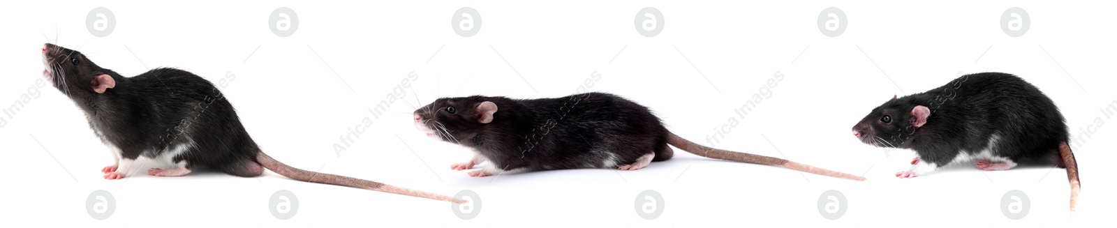 Image of Fluffy rat isolated on white, collage. Rodent