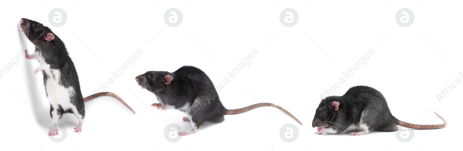 Image of Fluffy rat isolated on white, collage. Rodent