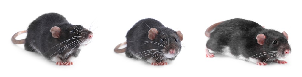 Fluffy rat isolated on white, collage. Rodent