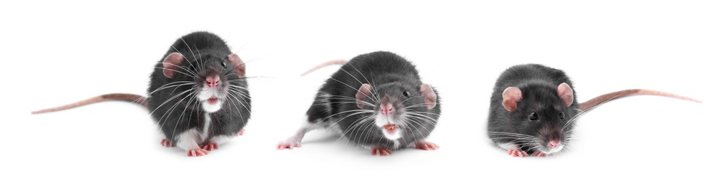 Image of Fluffy rat isolated on white, collage. Rodent